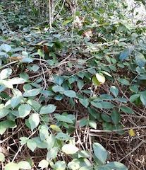 Barbados Gooseberry, Pereskia aculeate / INVASIVE