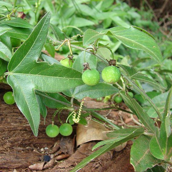 Devil’s pumpkin, Passiflora suberosa / INVASIVE