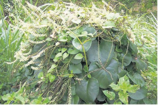 Madeira vine – Anredera cordifolia / INVASIVE