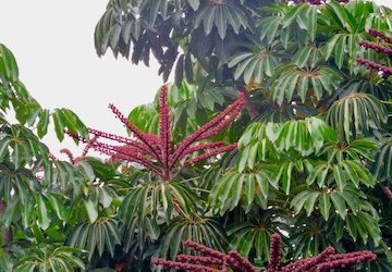 Queensland umbrella tree, Schefflera actinophylla | INVASIVE