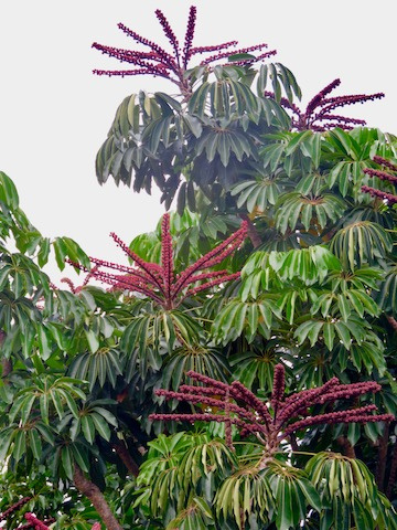 Queensland umbrella tree, Schefflera actinophylla | INVASIVE