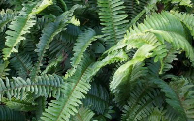 Sword Fern Nephrolepis cordifolia / INVASIVE