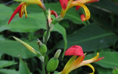 Indian shot, Canna indica / INVASIVE