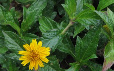 Wedelia or Singapore Daisy, Sphagneticola trilobata / INVASIVE