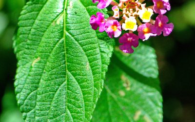 Lantana Lantana camara / INVASIVE