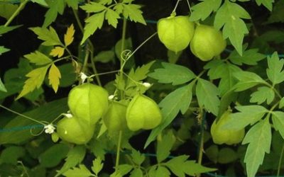 Balloon vine, Cardiospermum grandiflorum / INVASIVE