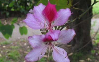 Orchid tree, Bauhinia variegate / INVASIVE