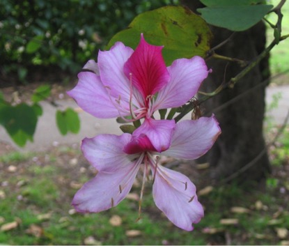 Orchid tree, Bauhinia variegate / INVASIVE