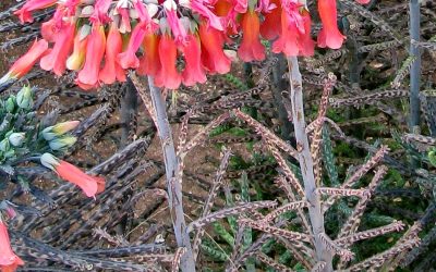 Chandelier plant, or Mother of millions, Bryophyllum delagoense / INVASIVE