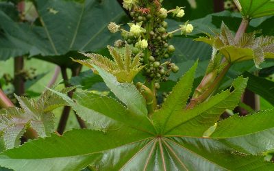 Castor-oil plant, Ricinus communis / INVASIVE