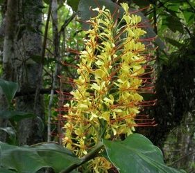 Hedychium– Ginger Lilies / INVASIVE
