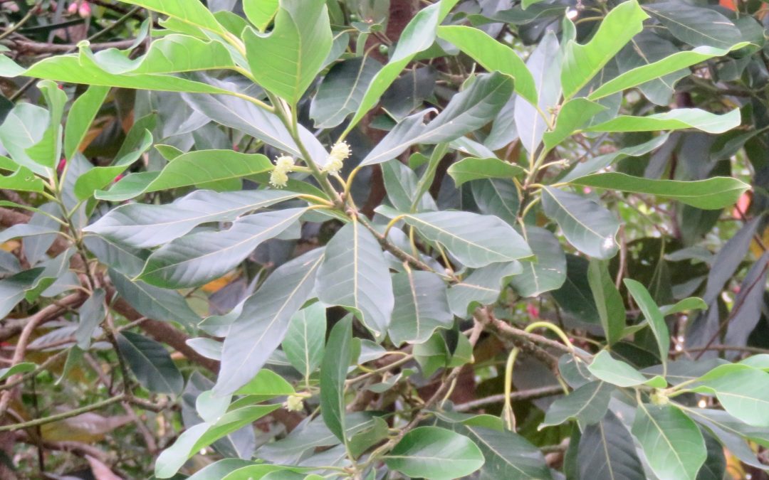 Indian Laurel, Litsea glutinosa / INVASIVE