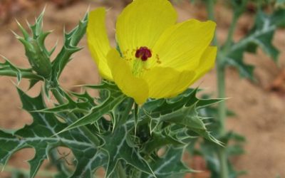 Yellow flowered Mexican poppy, Argemone mexicana / INVASIVE