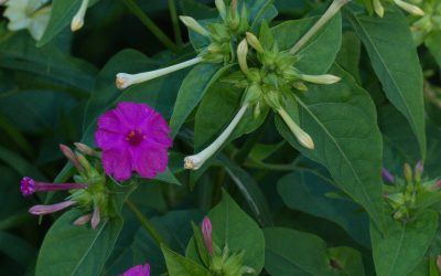 Four-o’clock, Mirabilis jalapa / INVASIVE
