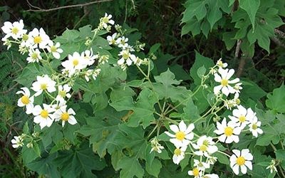 Tree daisy, Montanoa hibiscifolia / INVASIVE