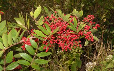 Brazilian pepper tree, Schinus terebinthifolius / INVASIVE