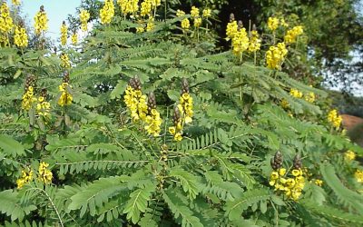 Peanut butter cassia, Senna didymobotrya / INVASIVE