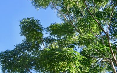 Syringa, Melia azedarac / INVASIVE