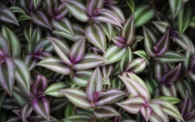 Wandering Jew, Tradescantia / INVASIVE