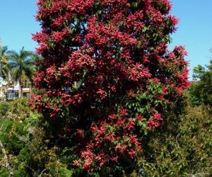 Ant tree, Triplaris americana / INVASIVE
