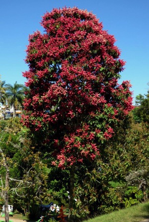 Ant tree, Triplaris americana / INVASIVE