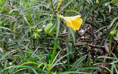 Yellow oleander, Thevetia peruviana / Casabela thevetia / INVASIVE